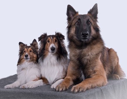 Les chiens de Nancy. Tidji et Justine, bergers des Shetland, et Akim, berger belge 