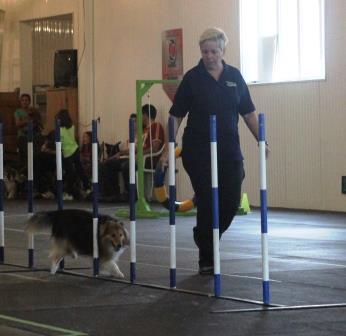 funmatch-agilité-canine-slalom